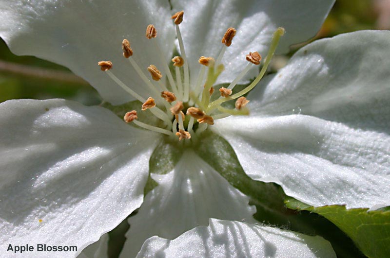 appleblossom2w-1.jpg