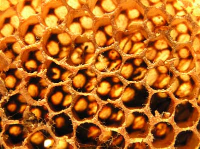 bee8-1.jpg