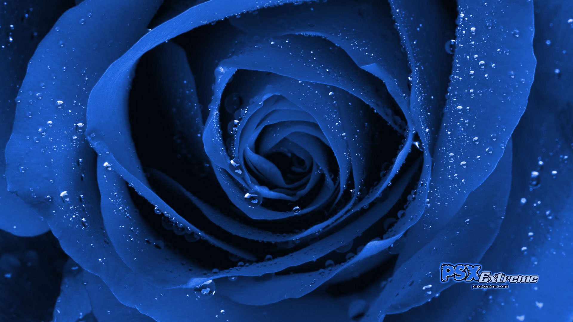 blue_rose_01-1.jpg