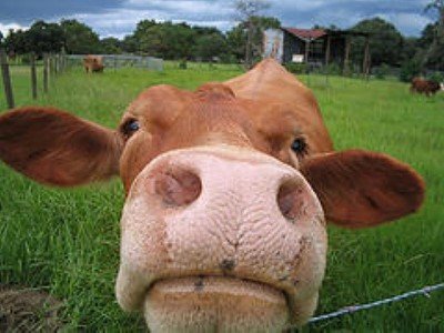 cowface-1.jpg