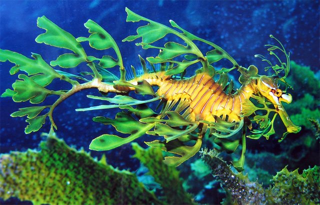 dtryfghfg 1 - Top 10 deep sea creatures!!