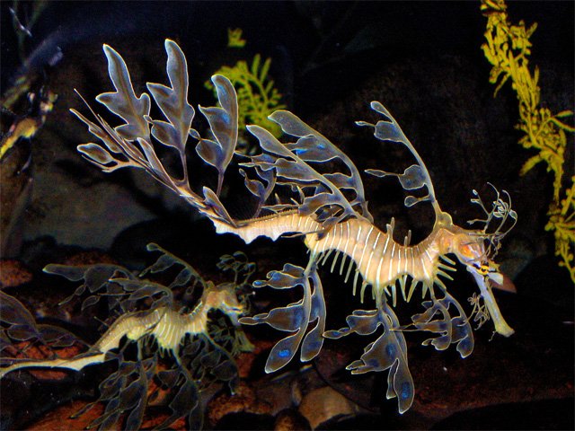 ertyrtyrtyry 1 - Top 10 deep sea creatures!!