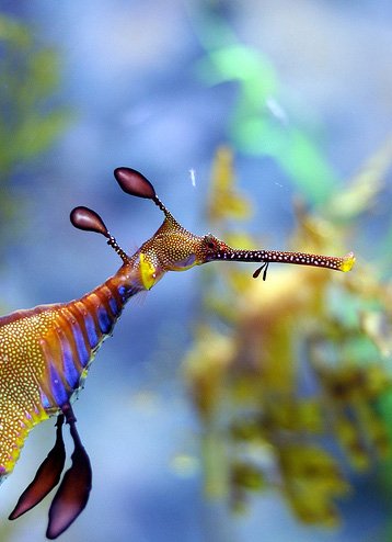 ertyrtytryertyrydfghgfh 1 - Top 10 deep sea creatures!!