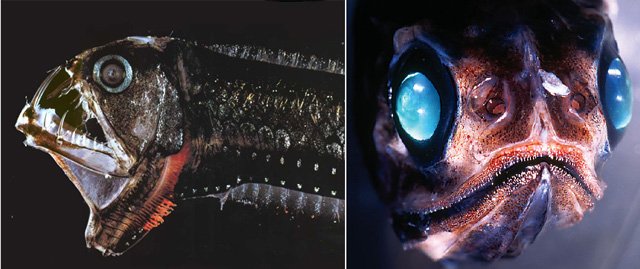 fdhfghdfghfgh 1 - Top 10 deep sea creatures!!