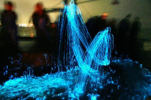 firefly_squid-1.jpg