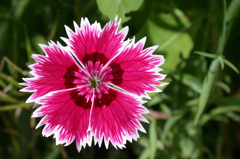 flower1JPG-1.jpg