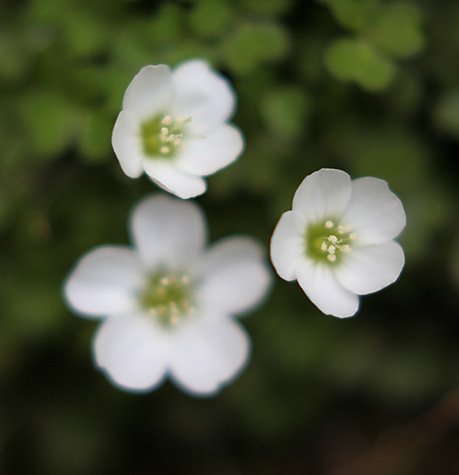 flower2-1.jpg