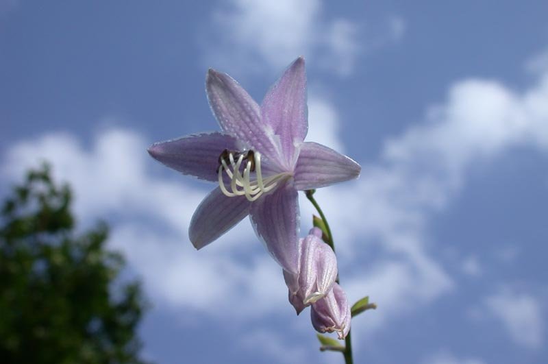 hosta1wJPG-1.jpg