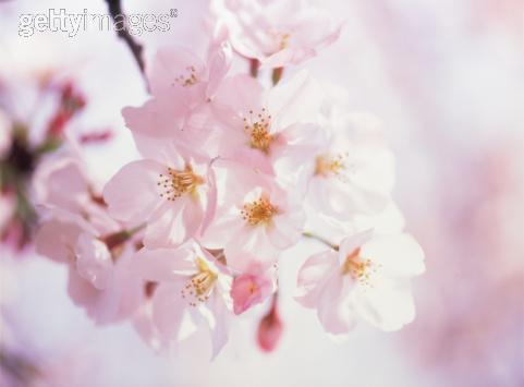 palePinkFlowers-1.jpg