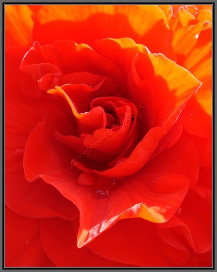redroseheart-1.jpg