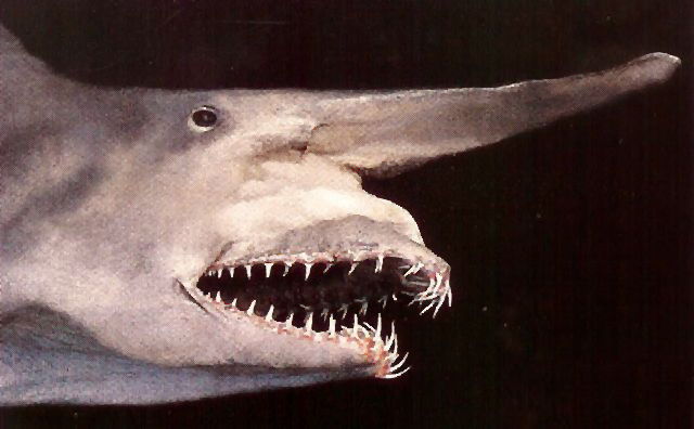 shark 1 - Top 10 deep sea creatures!!