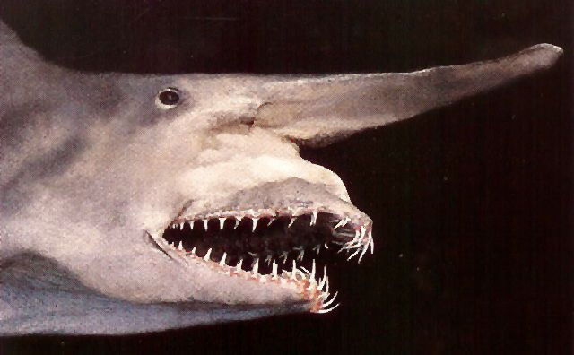 shark-1.jpg