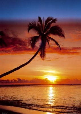 sunset_palm_tree-1.jpg