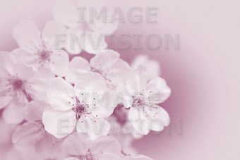 sym_cherry_blossom_in_pink_vignette-1.jpg