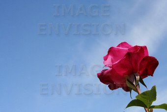 sym_pink_rose_against_sky-1.jpg
