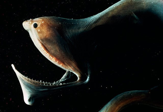 wertertrtwgfg 1 - Top 10 deep sea creatures!!