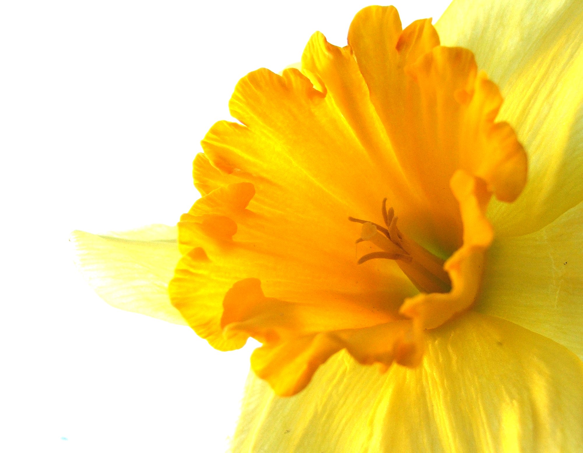 yellow20flower-1.jpg