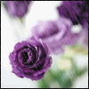 z73416173-1.gif
