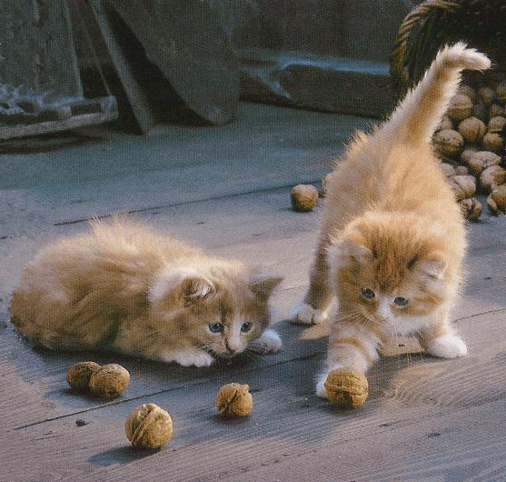 1190712vnzq38yt1w-1.gif