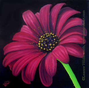 200426florafuschiadaisy-1.jpg