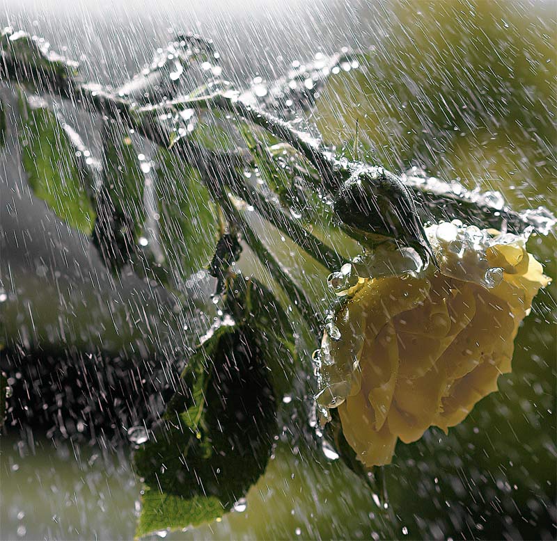 38220703sunshower4gp5-2.jpg