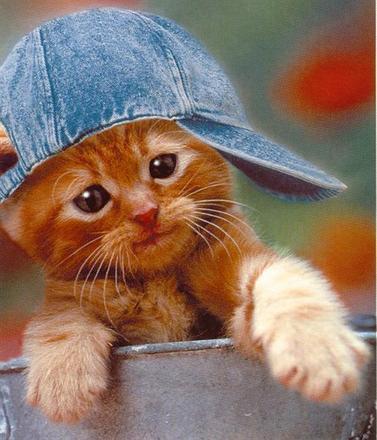 531250schattige_poes-1.jpg