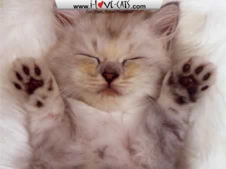 AdorableCatsScreensaver-1.jpg