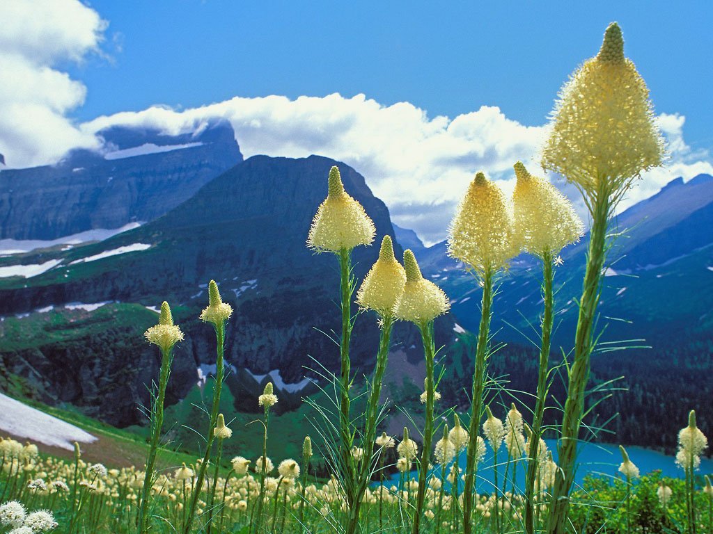 Beargrass_Grinnell_Lake_Glacier_National-1.jpg