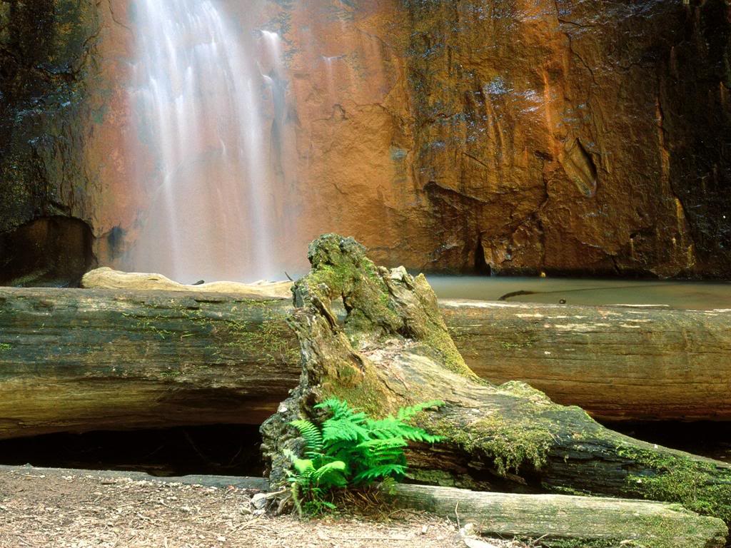 BerryCreekFallsBigBasinRedwoodsStat-1.jpg