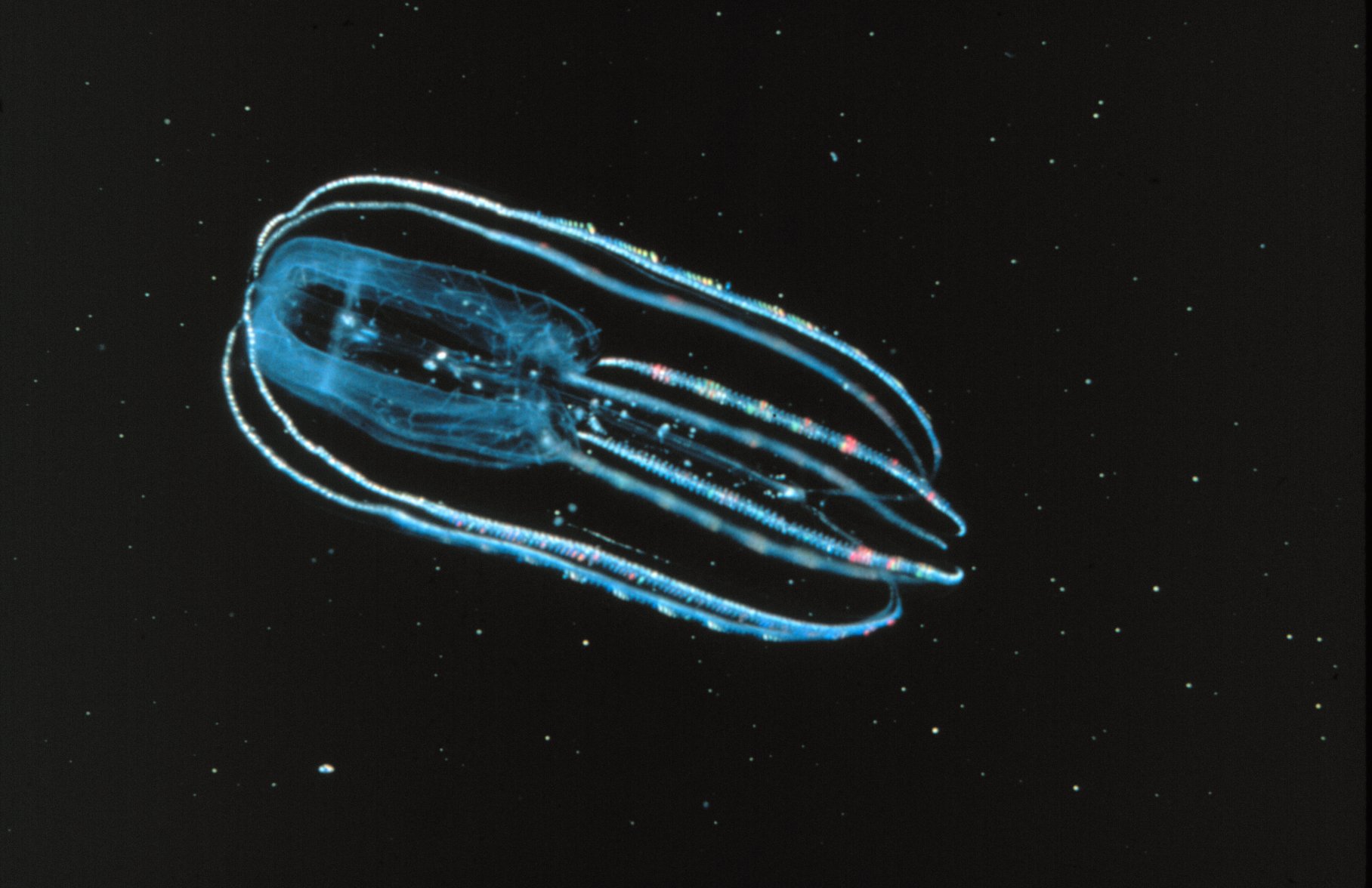 Ctenophore  Bolinopsis infundibulum 1 - You are going to love this--Sobhan Allah