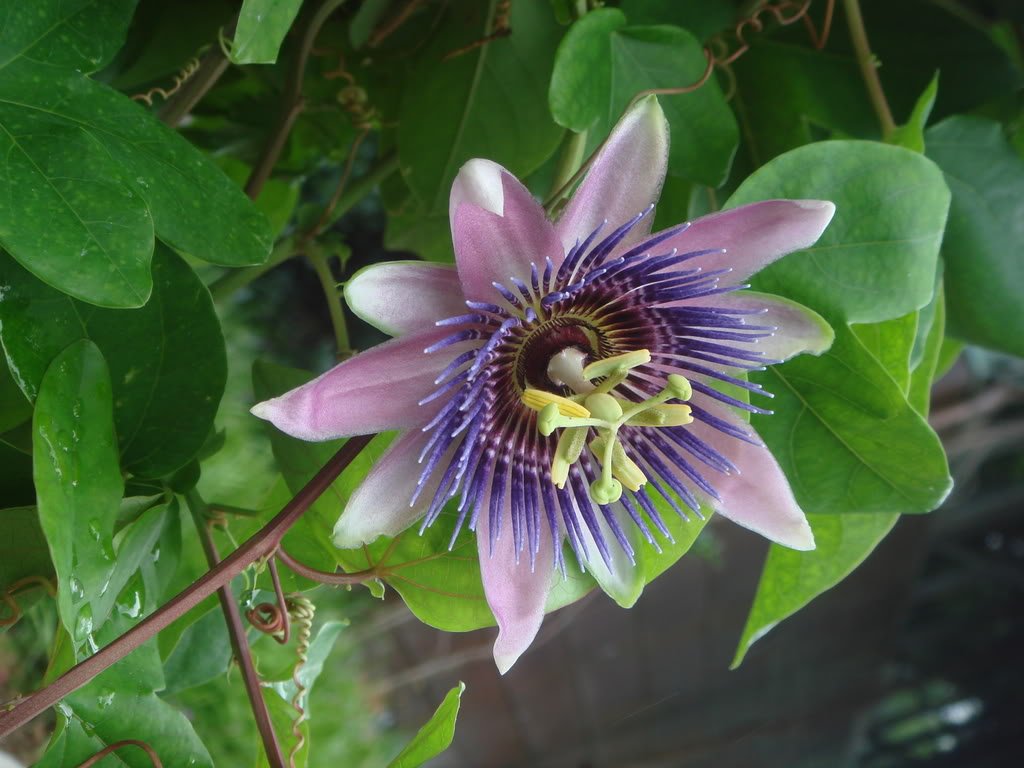 DSC08788-1.jpg