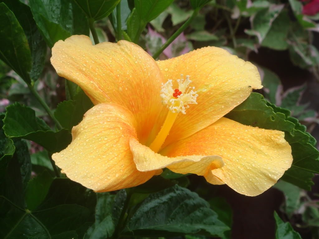 DSC08792-1.jpg