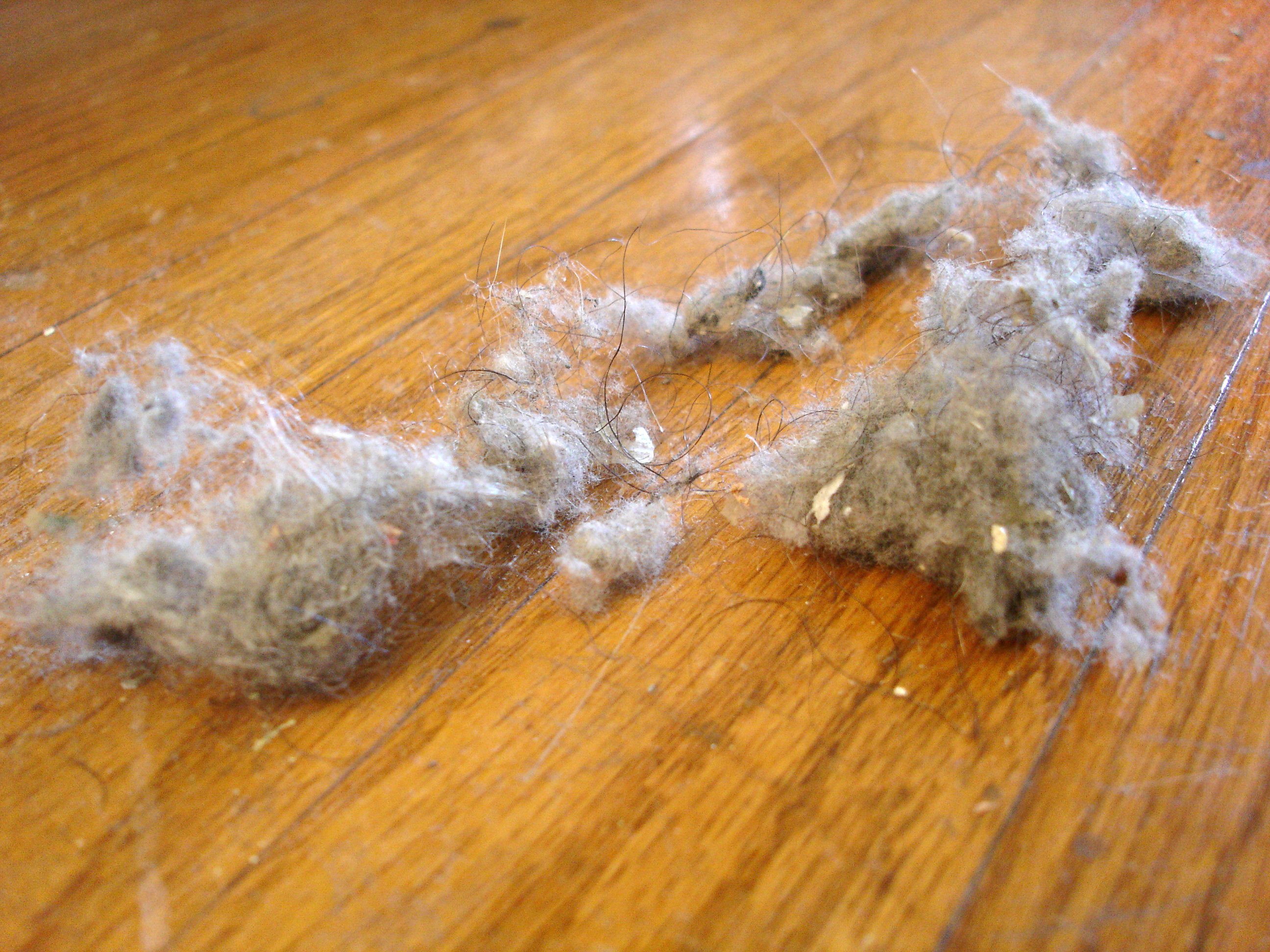 Dust_bunnies-1.jpg