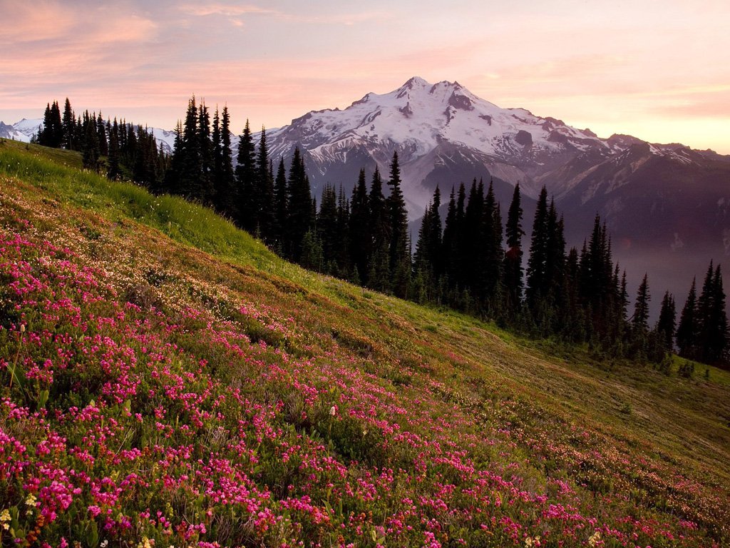 Glacier_Peak_and_Pink_Mountain_Heather_a-1.jpg