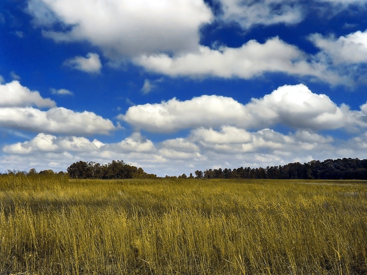 GoldenMedows-1.jpg