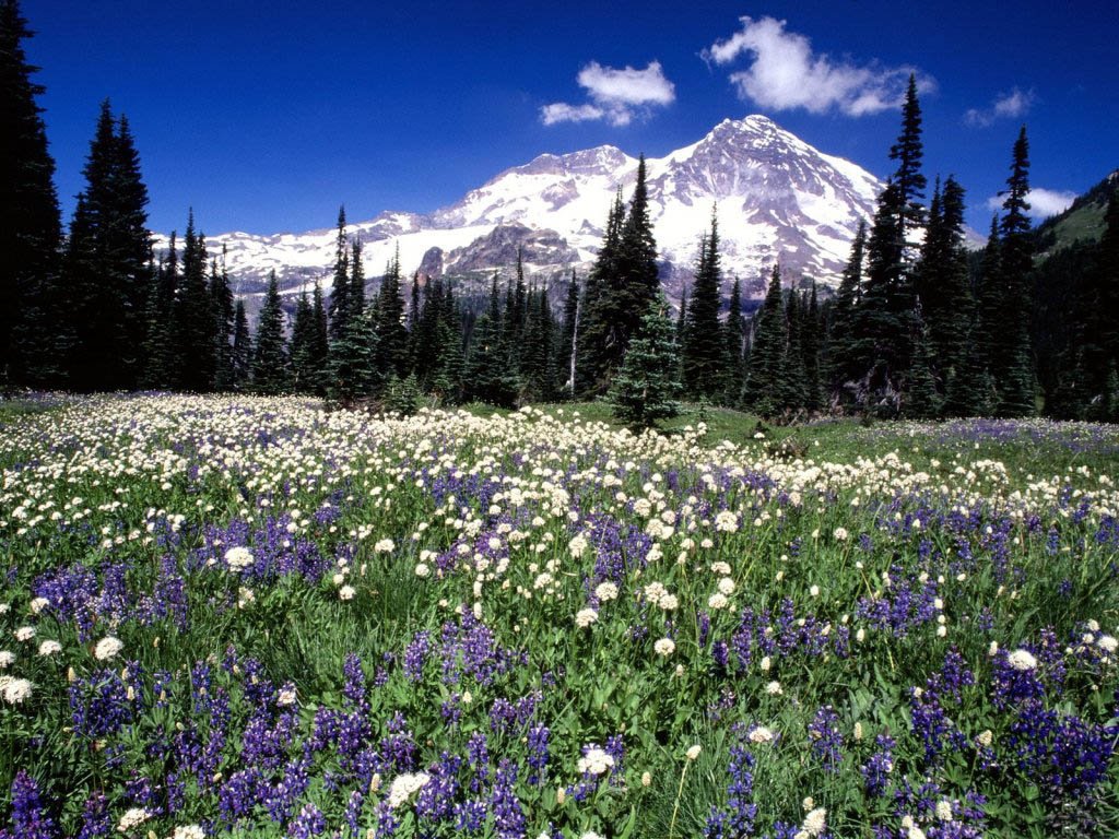Kir_cicekleri_Rainier_Washington-1.jpg