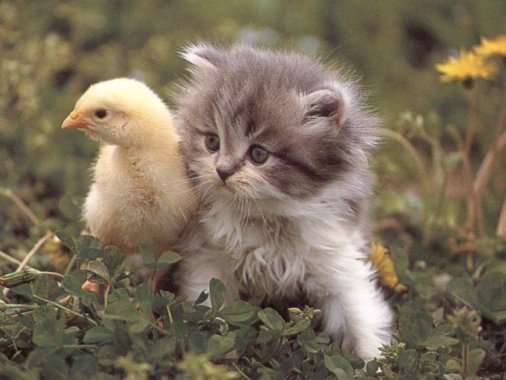KittenDuck-1.jpg