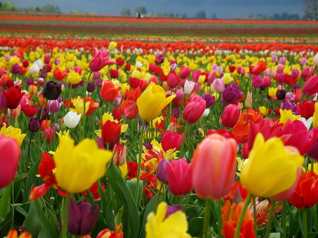 NATURELifeIsFullOfColors_1024x768-1.jpg