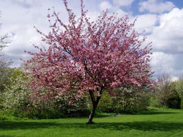 PINKCHERRY029-1.jpg