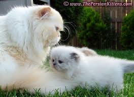 Persian KittensMaxiandRocky 1 - .~> Kittens .~>