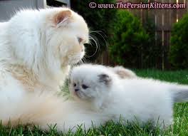 Persian_KittensMaxiandRocky-1.jpg