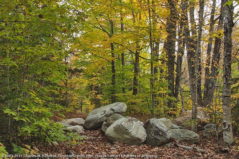 Rocky20Forest20Path 1 - BEAUTIFUL but Critically Endangered Forests !