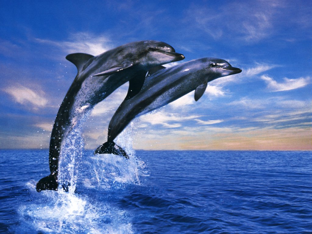 Wallpaper2020Animals20Dolphin20Duet-1.jpg