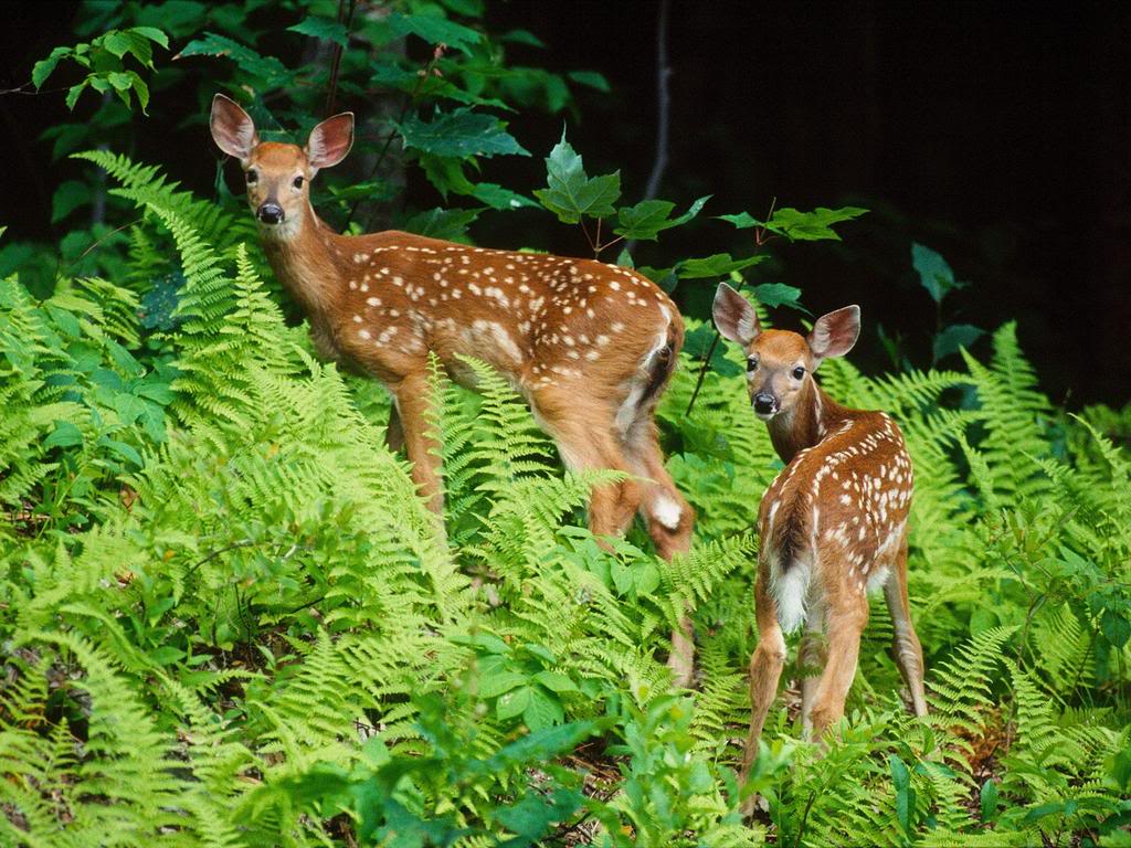 Webshots_11007-1.jpg