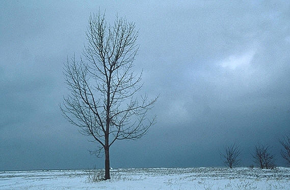 Winter20Tree20lighter202-1.jpg