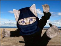 _42483795_kittens_203-1.jpg