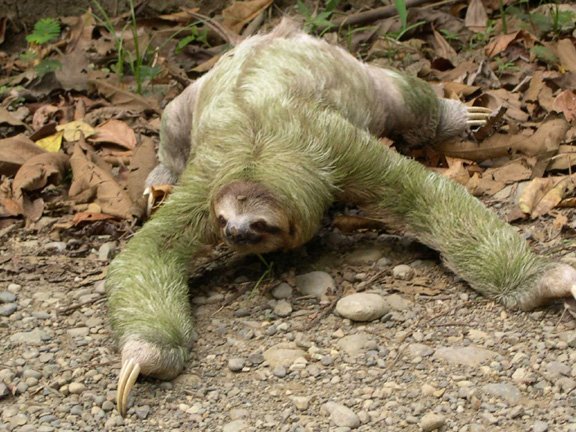  sloth 1 - Some weird animals!!