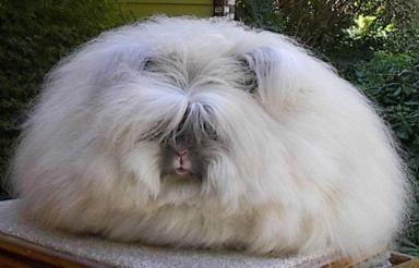 angora_rabbit-1.jpg