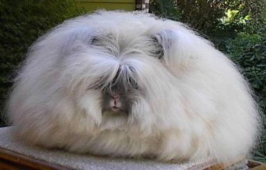 angora rabbit 1 - Some weird animals!!