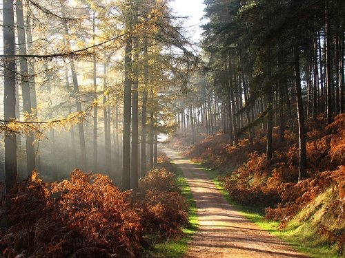 autumn-1.jpg